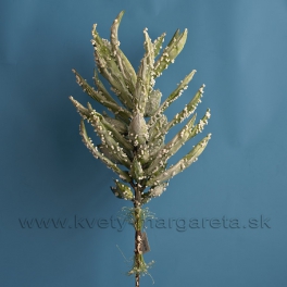 Chaluha korálová Green penová Chaluha korálová Green penová