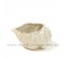 Mušľa Lastúra náboba porcelán krémový 12cm