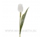 Tulipán plastový biely 