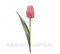 Tulipán plastový vanilkový 50cm