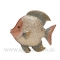 Ryba Odyseus Discus 22cm Gold-White