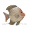 Ryba Odyseus Discus 22cm Gold-White