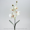 Phalaenopsis 4-kvetý biely
