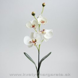 Phalaenopsis 4-kvetý biely