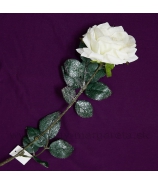 Ruža zamrznutá biela