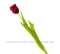 Tulipán s listami Satén červený 50cm