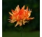 Chryzantéma stonková strapatá 43cm Oranžová